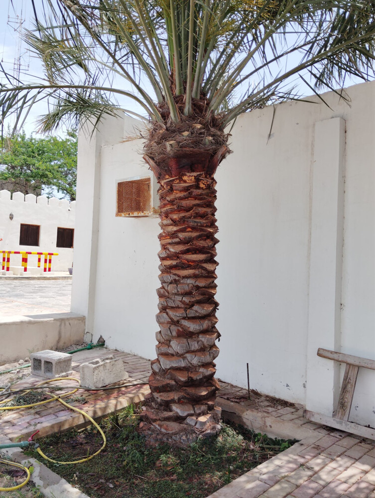 نخل للزراعة  - 6