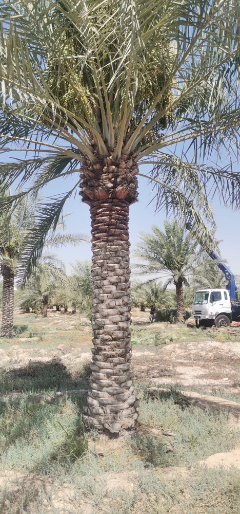 نخل للزراعة  - 10