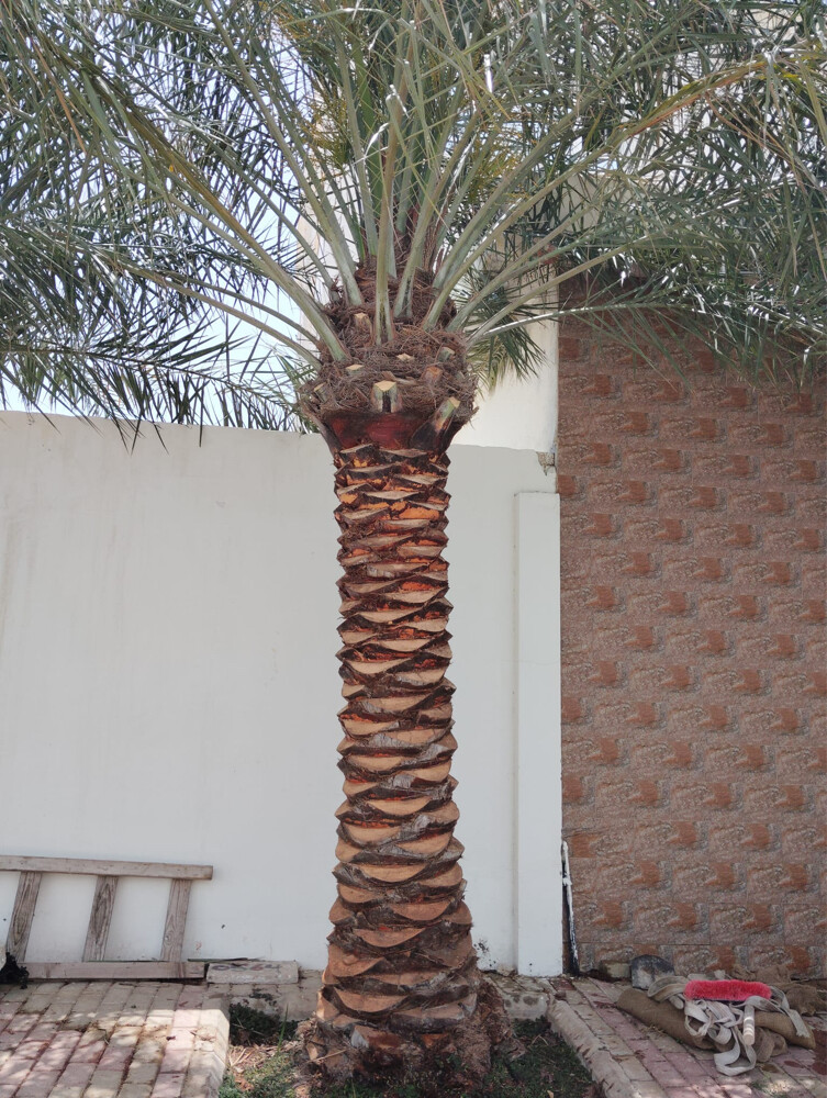 نخل للزراعة  - 5