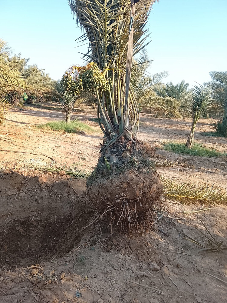 نخل للزراعة  - 4