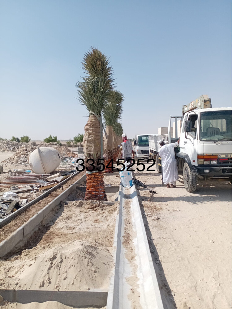 نخل للبيع  - 1