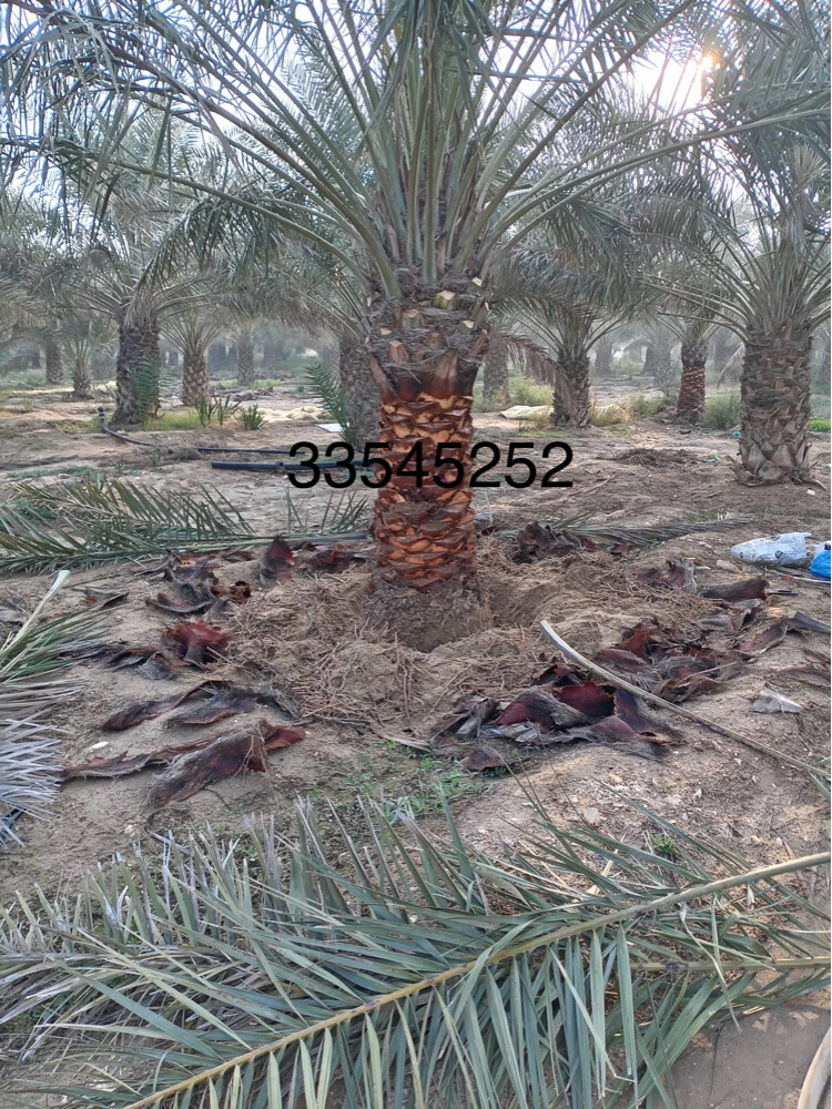 نخل للبيع  - 8