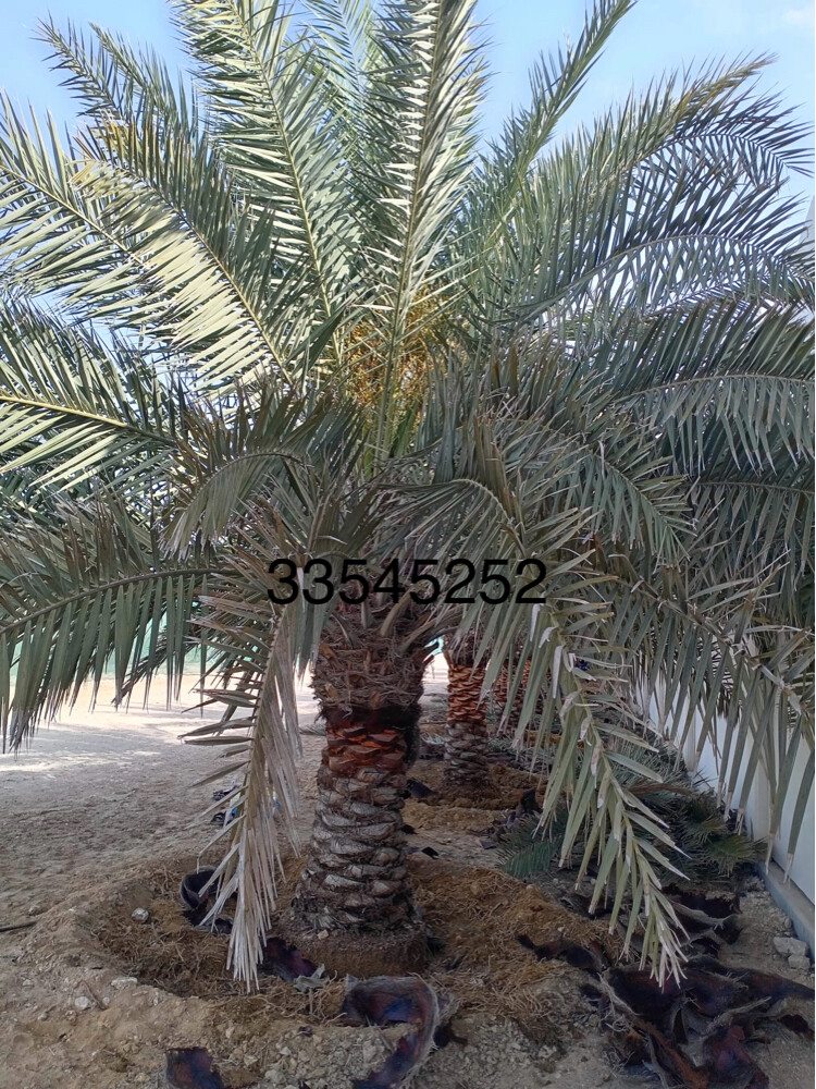نخل للبيع  - 18