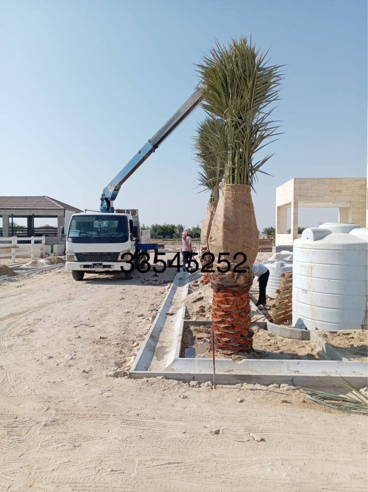 نخل للبيع  - 20
