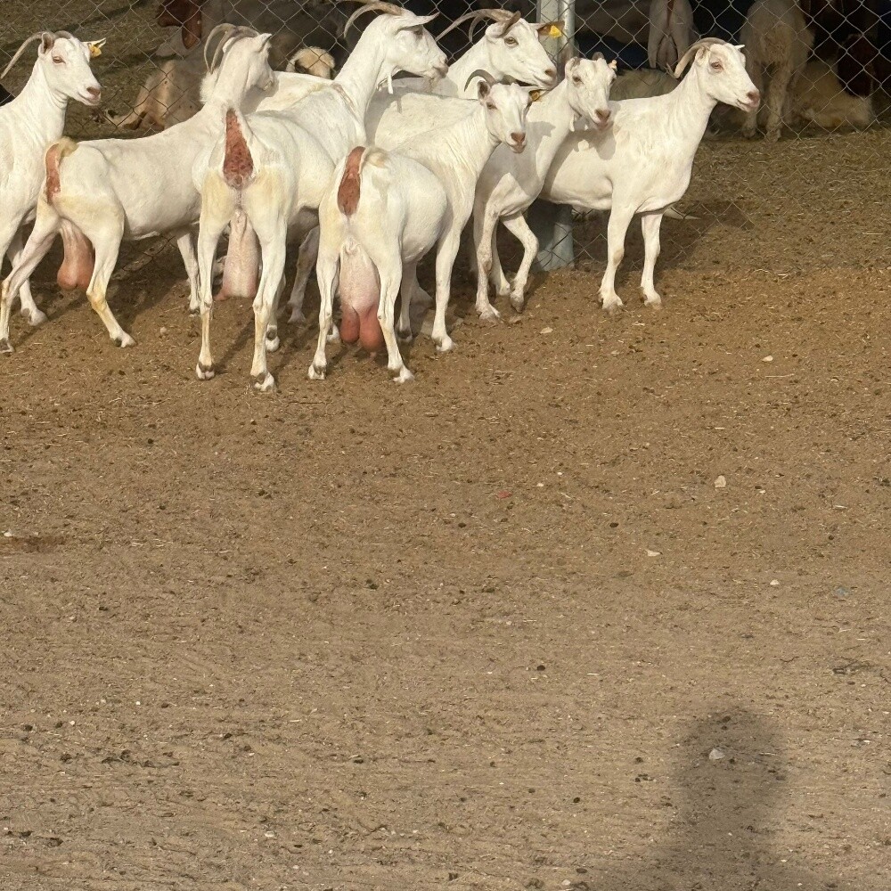 مطلوب شويهات سوريه وشوهات بربر - 6