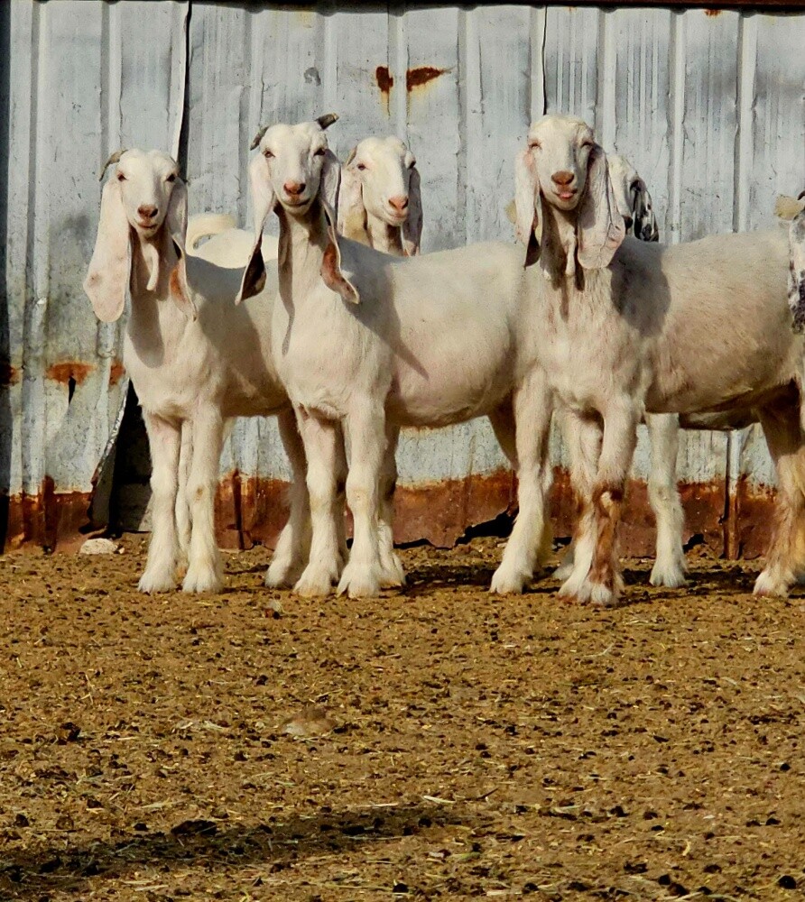 مطلوب شويهات سوريه وشوهات بربر - 8