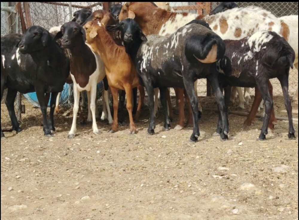 مطلوب شويهات سوريه وشوهات بربر - 3