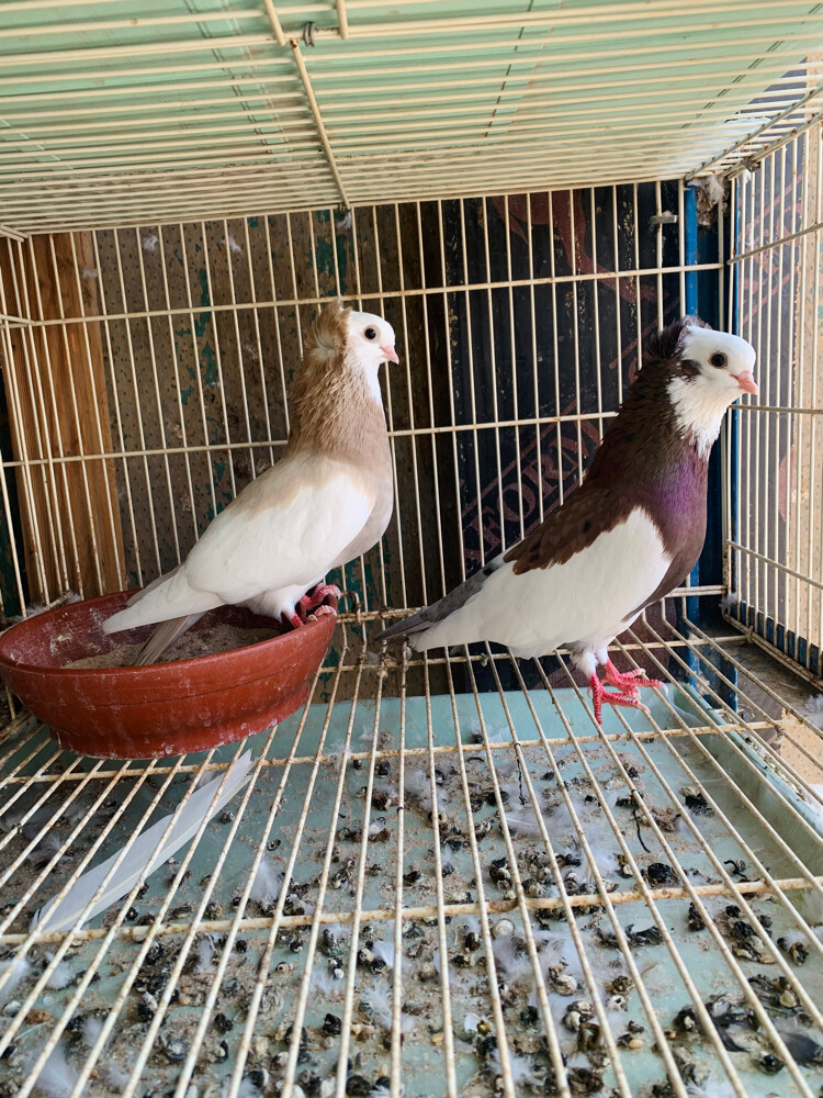 confirm breeding pair - 3