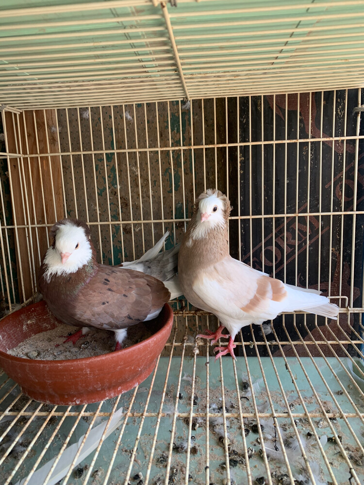 confirm breeding pair - 2