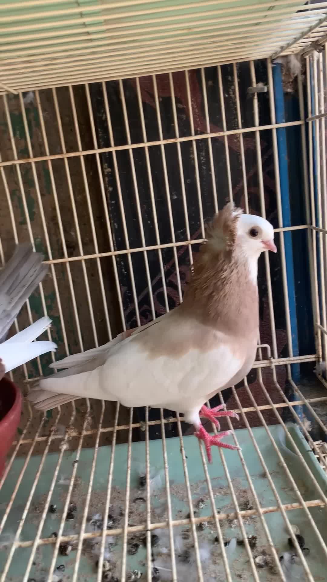 confirm breeding pair - 4