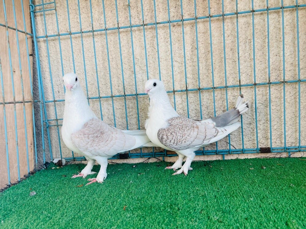 satin breeding pair - 1