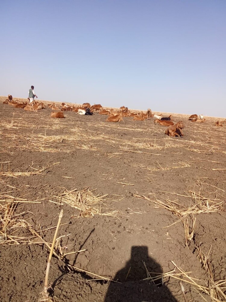 غنم، ابل، مخيمات - 1