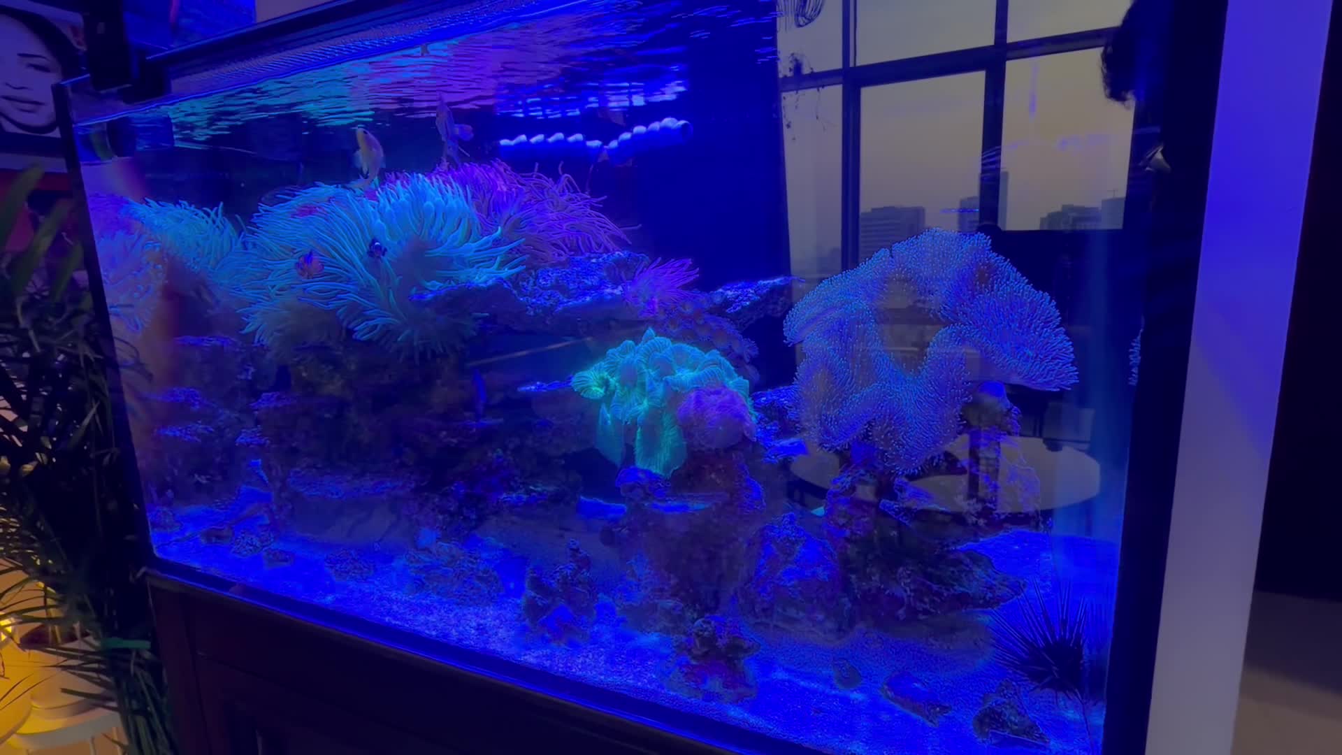 Premium Marine Aquarium setup - 5