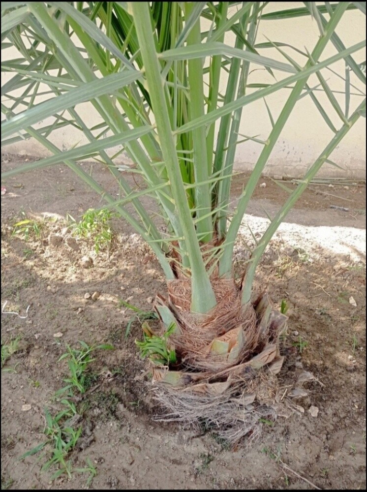 نخيل زينه ومثمر - 8