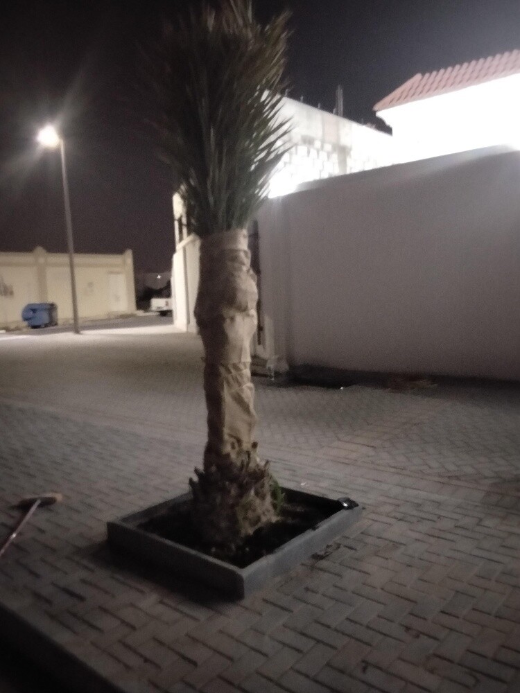 نخيل زينه ومثمر - 15