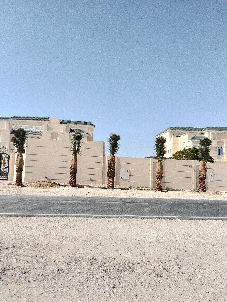 نخيل زينه ومثمر - 18