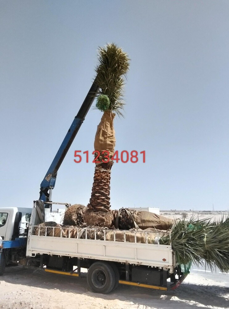 نخيل زينه ومثمر - 19