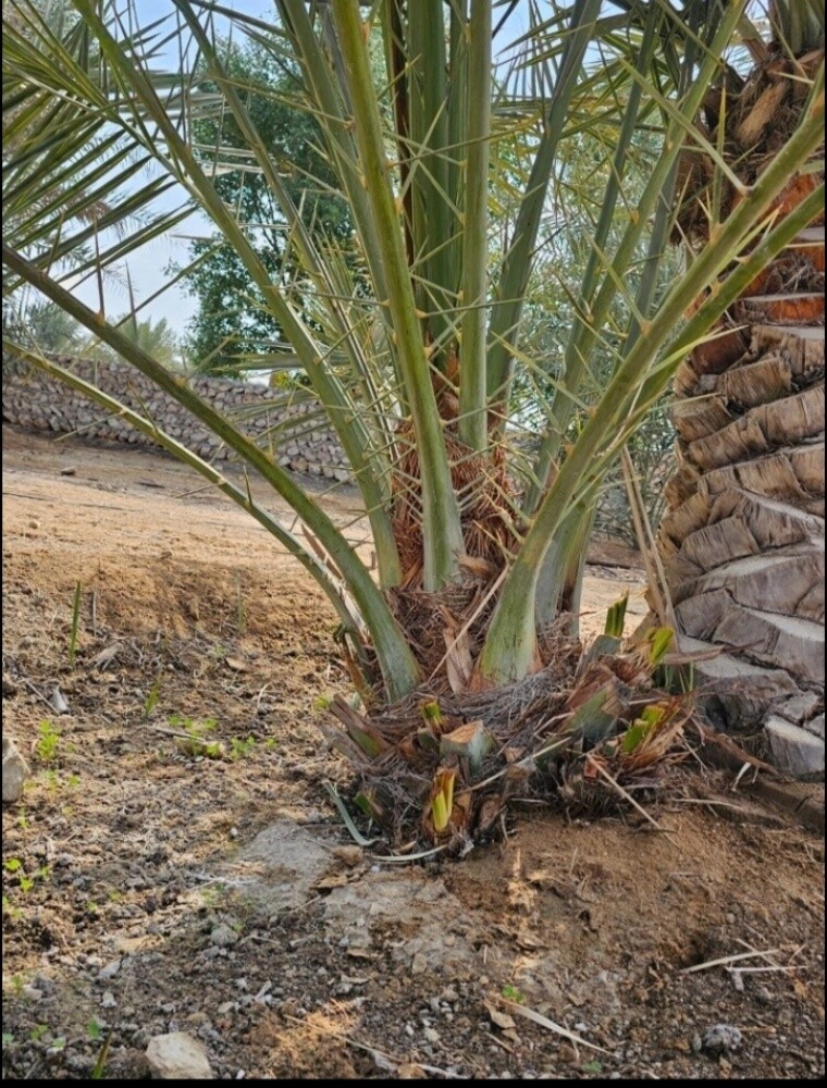 نخيل زينه ومثمر - 9