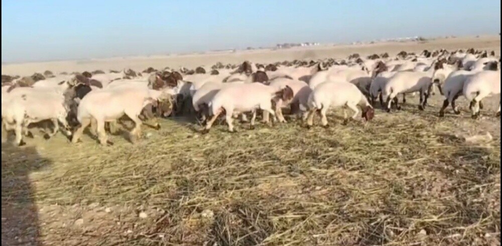 مطلوب جميع انواع الحلال 
شويهات - 1