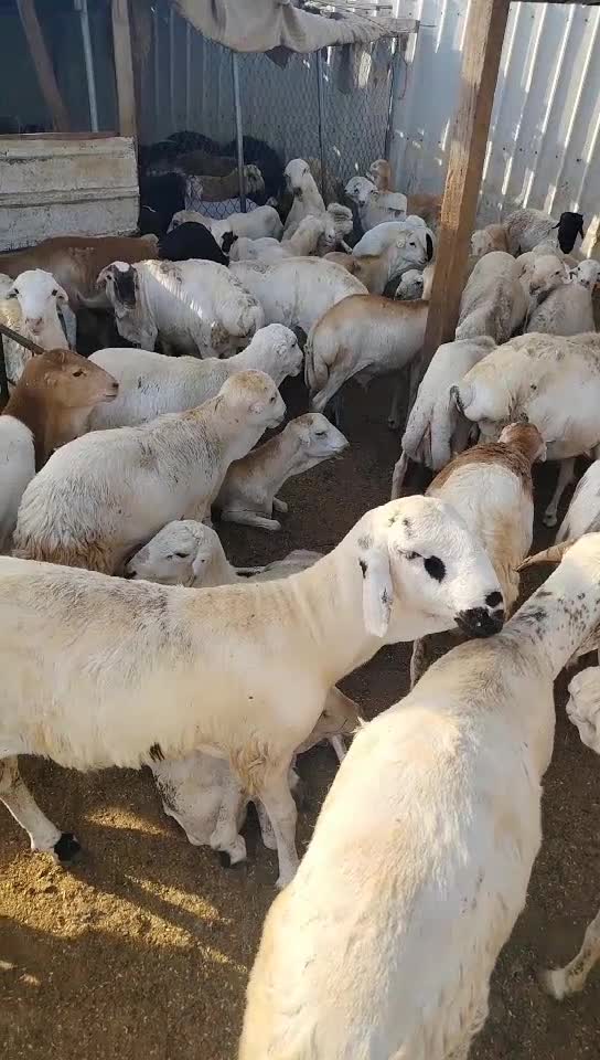 خرفان ذبايح رفيدي - 1