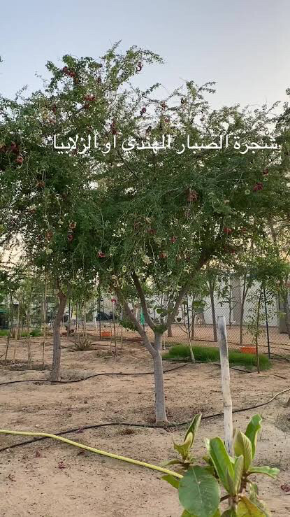 شتلات شجرة الصبار الهندي - 4