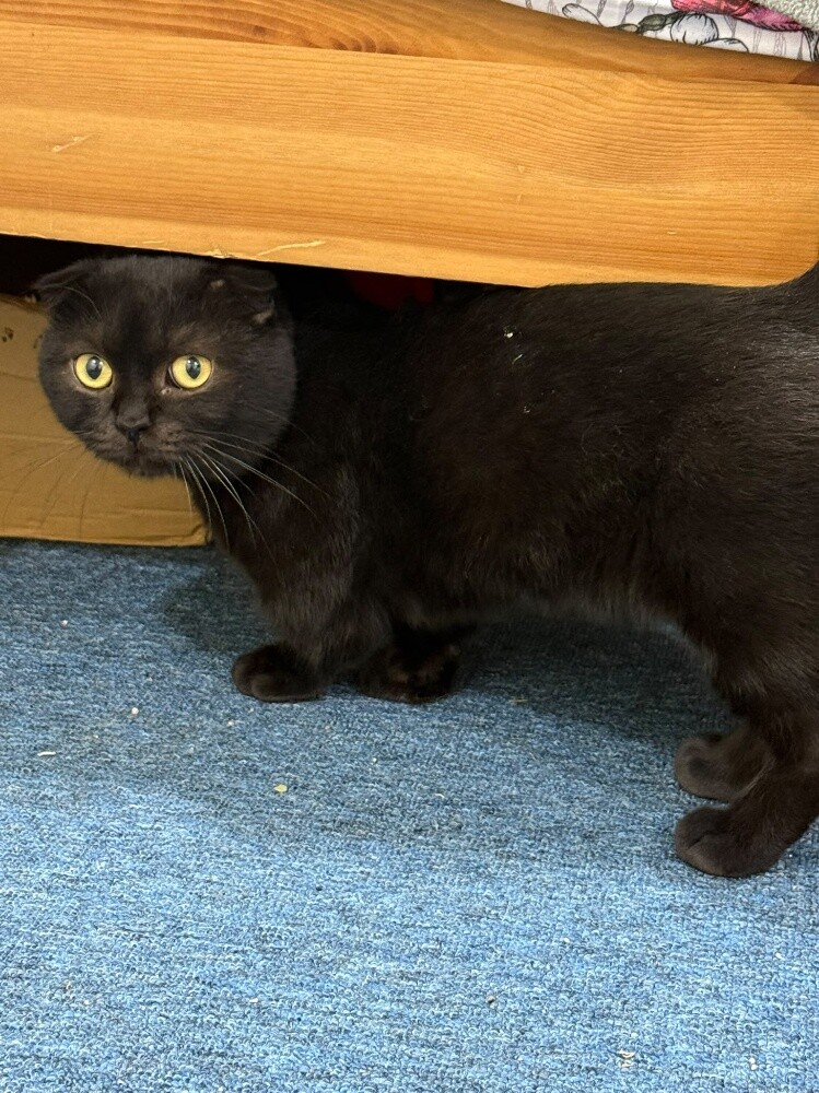 Munchkin cat for mating - 6