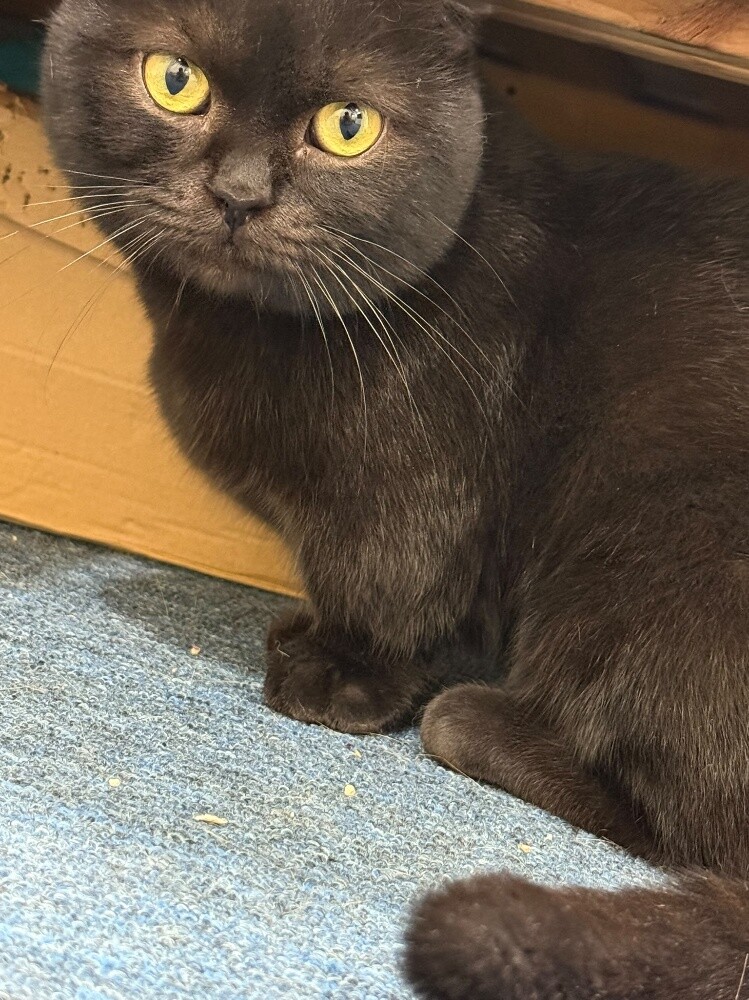 Munchkin cat for mating - 5