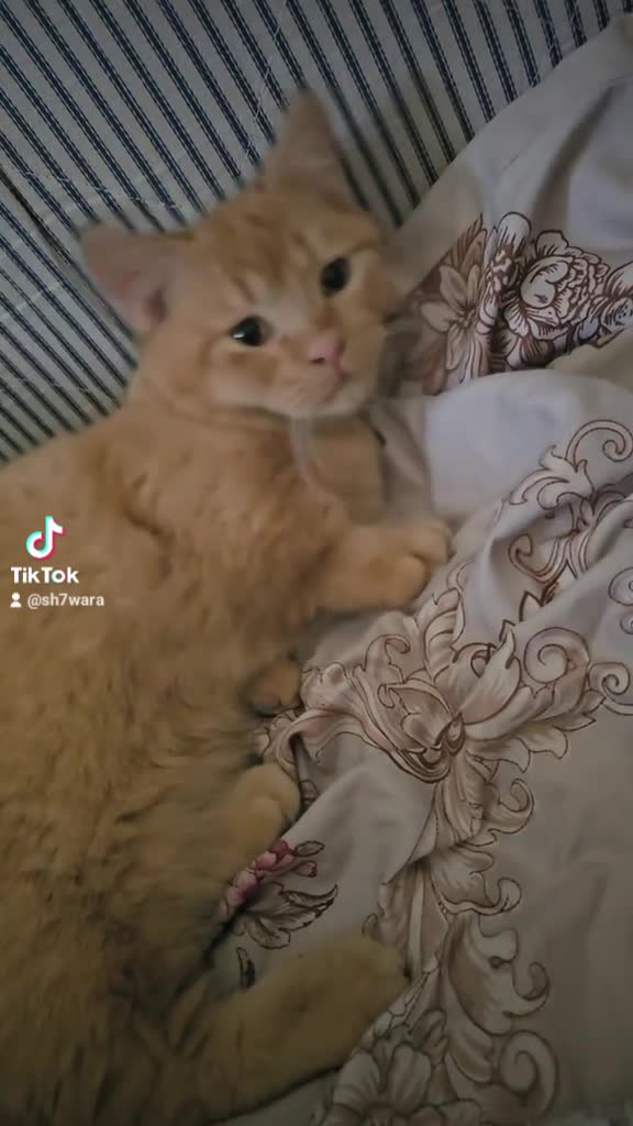 Munchkin cat for mating - 7