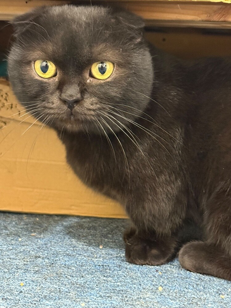 Munchkin cat for mating - 4