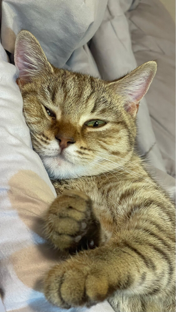 Cat for adoption  - 4