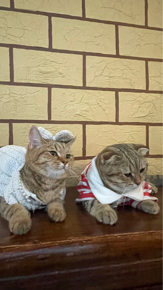 Cat for adoption  - 3