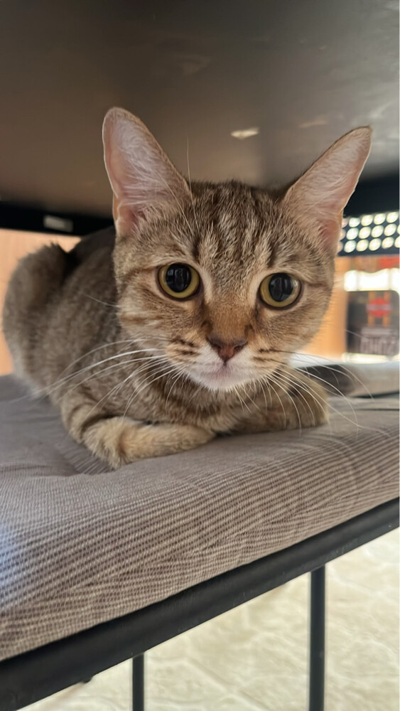 Cat for adoption  - 2