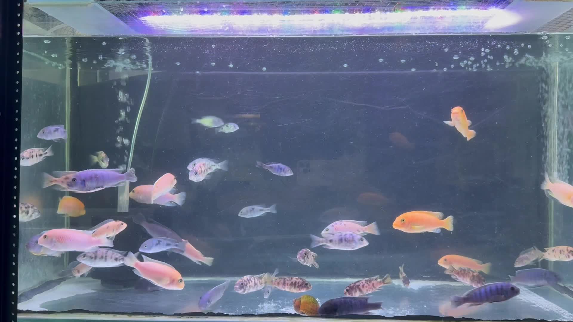 Mbuna and peacock cichilids  - 1