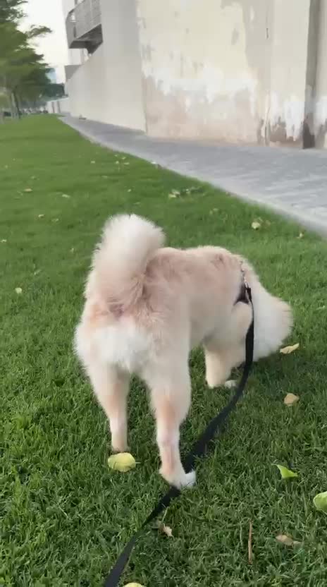 Teddy - 1