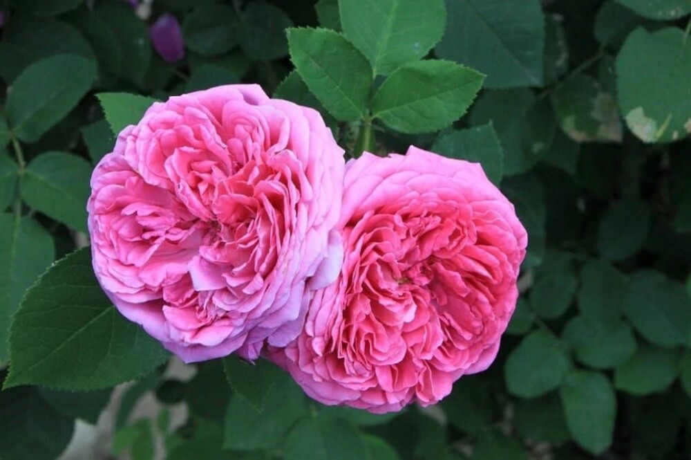 زهور - 2