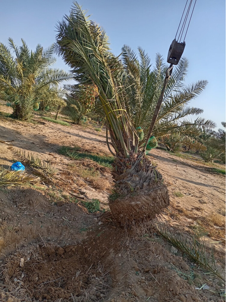 نخل - 12