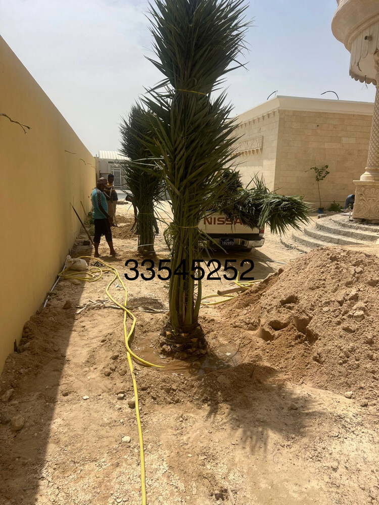 نخل - 16