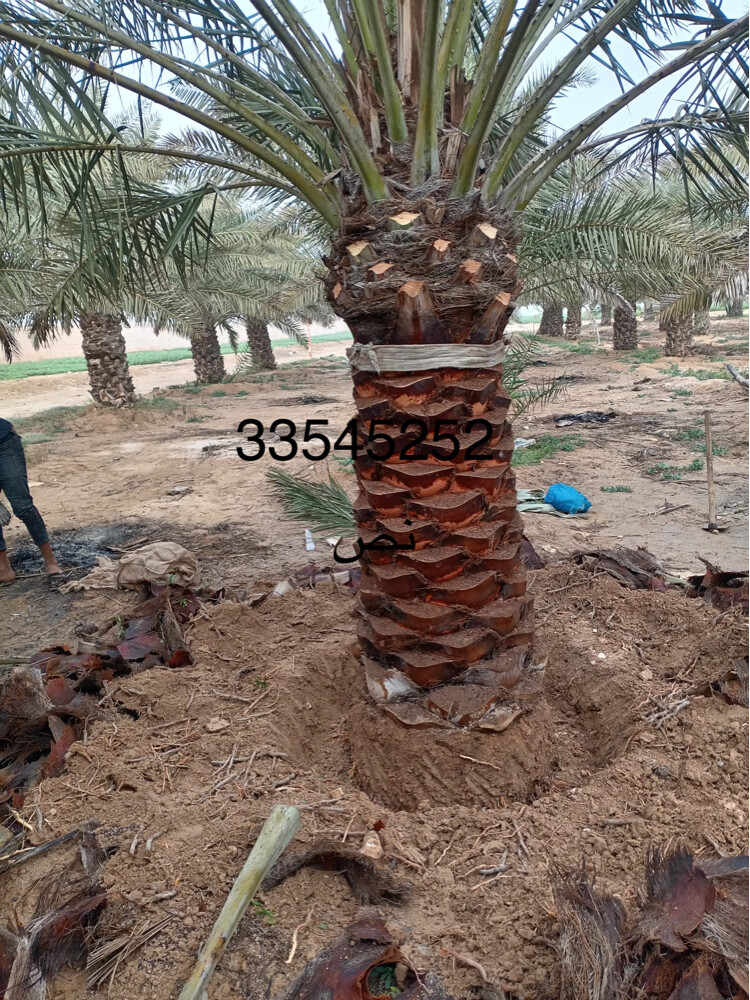 نخل - 23