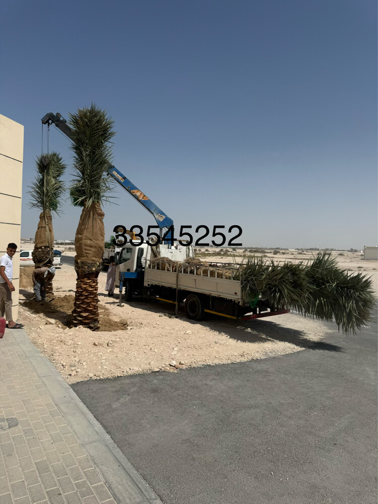 نخل - 22