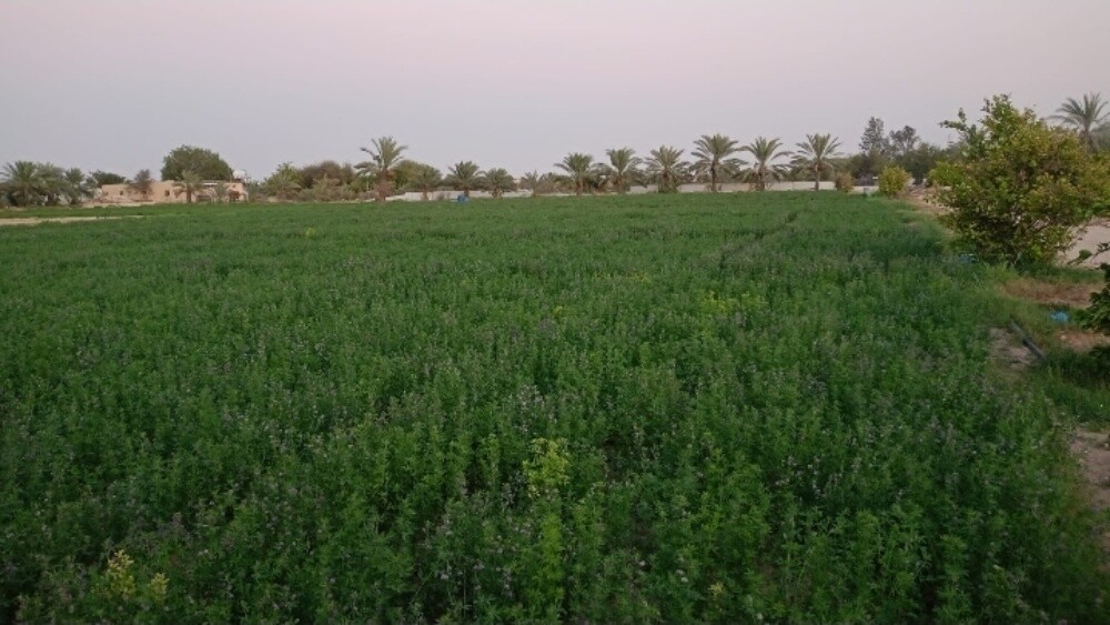 للبيع مزرعه منتجه بالزبارة - 1