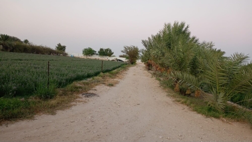 للبيع مزرعه منتجه بالزبارة - 3