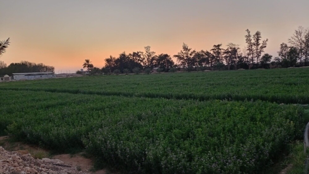 للبيع مزرعه منتجه بالزبارة - 2