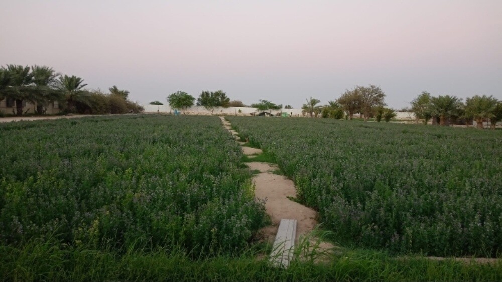 للبيع مزرعه منتجه بالزبارة - 4