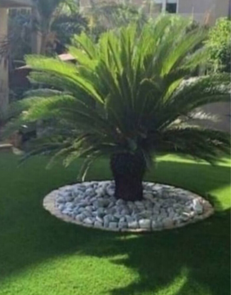 عشب طبيعي - 4