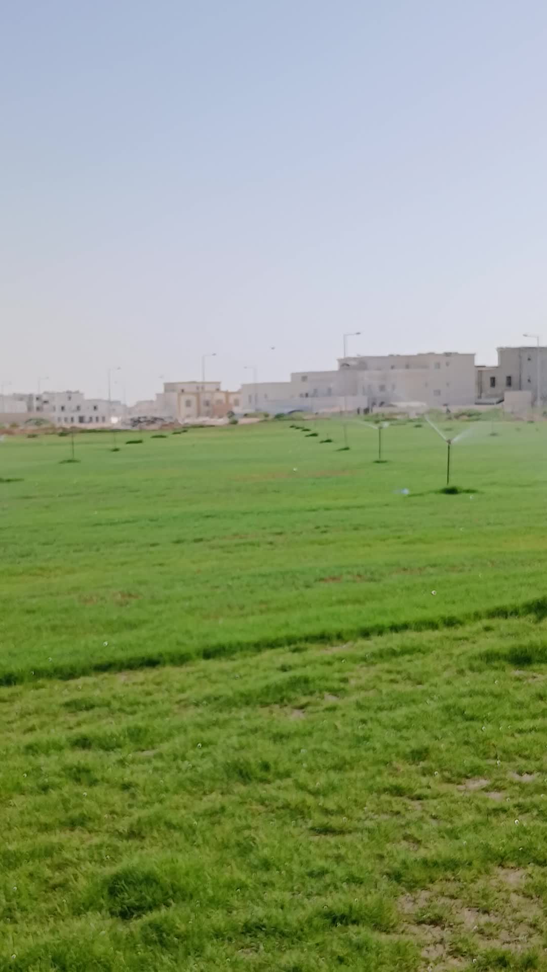 العشب لزراعة الملاعب - 1