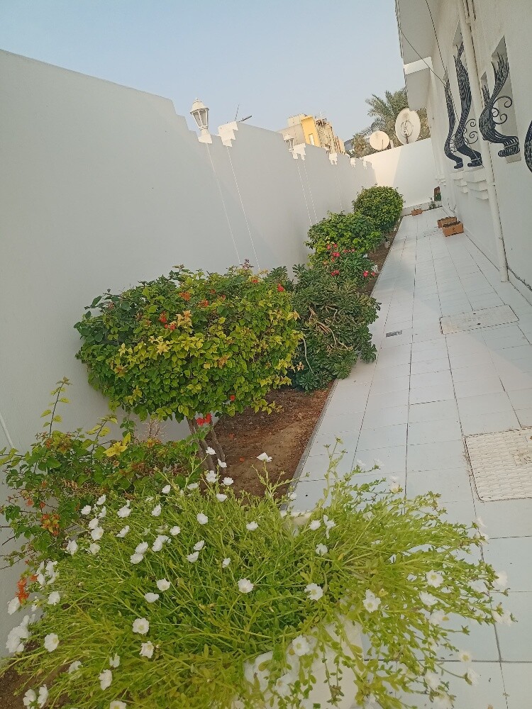 Albalushi - 13