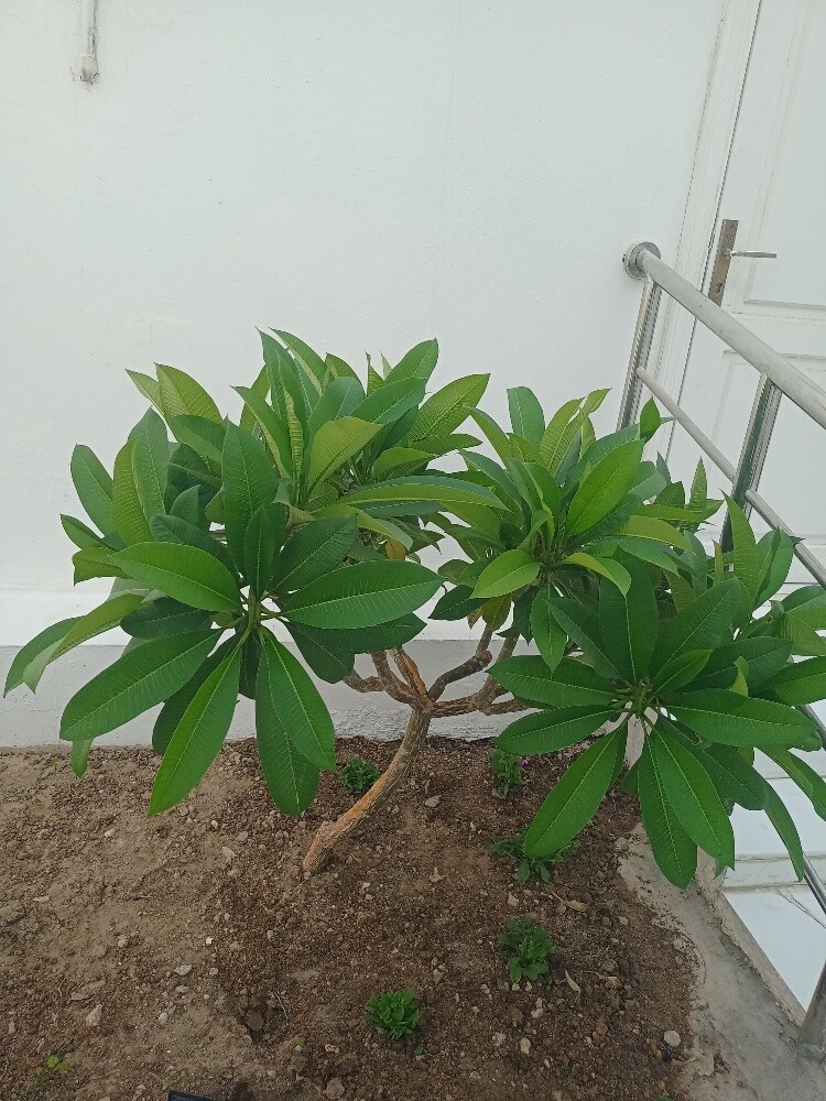 Albalushi - 26