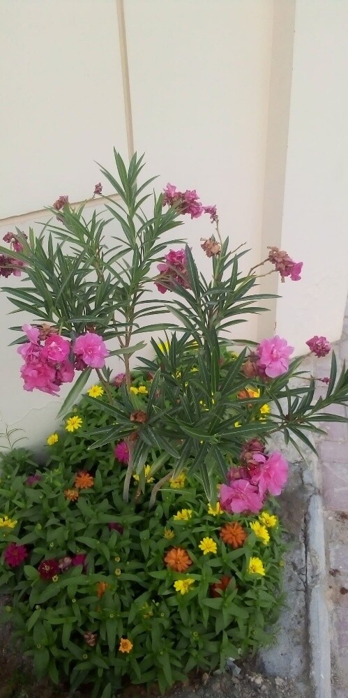 Albalushi - 16
