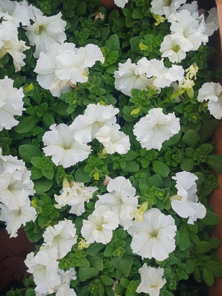Albalushi - 25