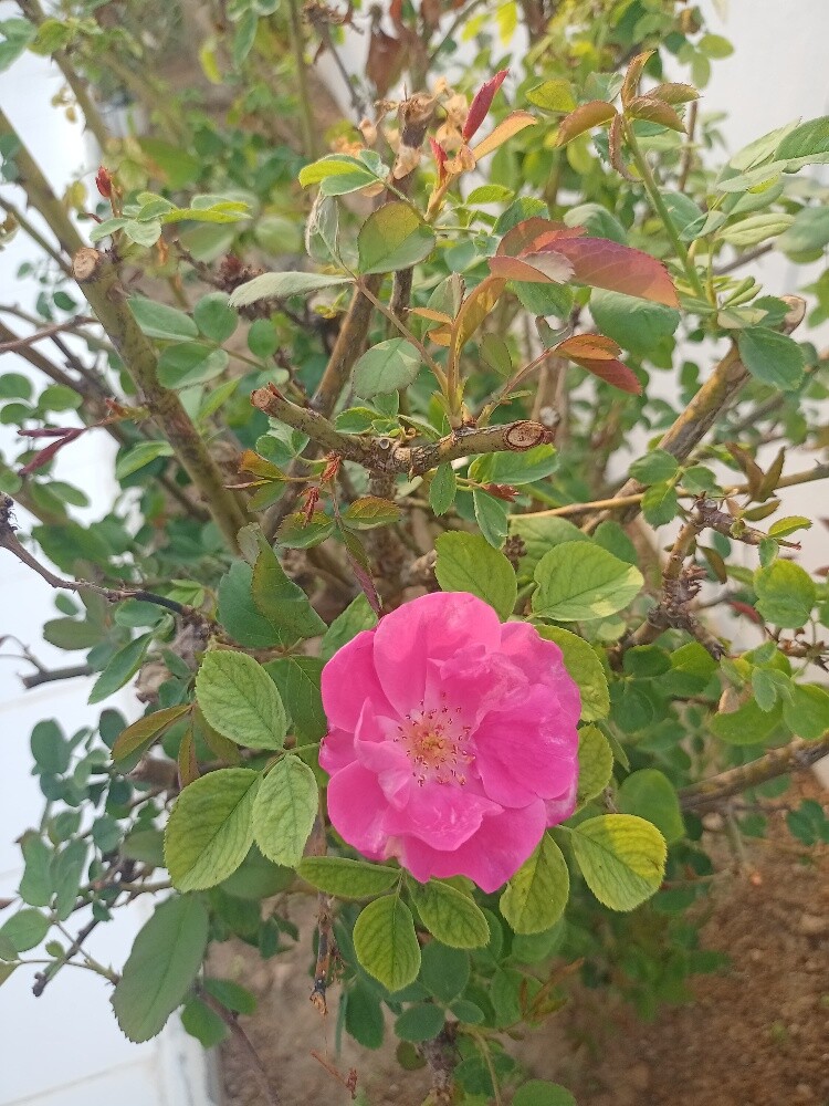Albalushi - 24